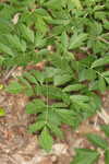 Black bugbane <BR>Black cohosh